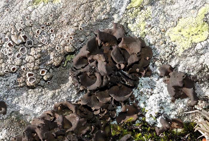 Licheni dal Passo Stelvio